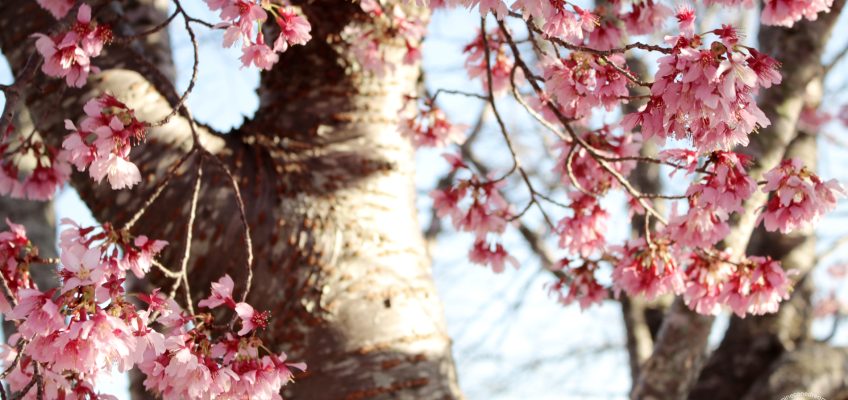 Cherry Blossoms Poem