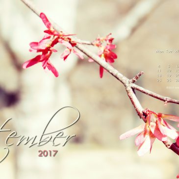 A Sunlit Flower Branch + September 2017 Free Desktop/Mobile Calendar Wallpapers