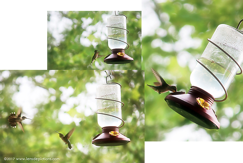 Hummingbirds_Lensdepictions_soft