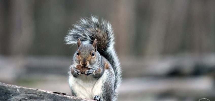 Squirrel interesting facts