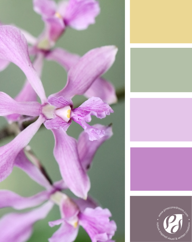 Color-palette-from-photos_Gentlepurple_pineconedream2