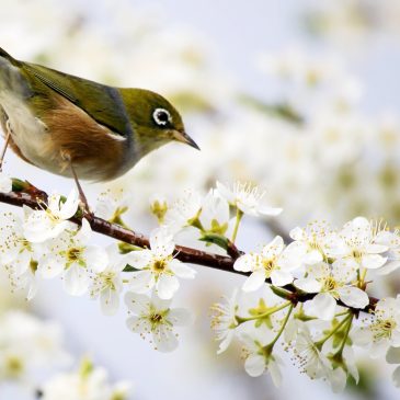At Last an Alarm You Don’t Want to Snooze – An Opinion on the Dawn Chorus Smartphone App