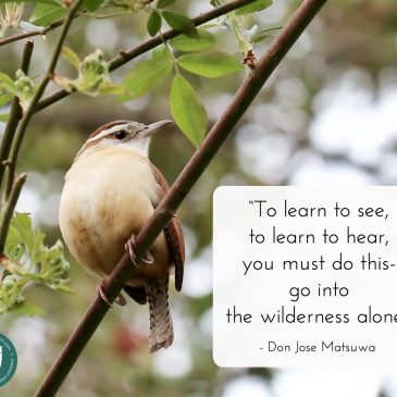 Wilderness quote by Don Jose Matsuwa, with nature background