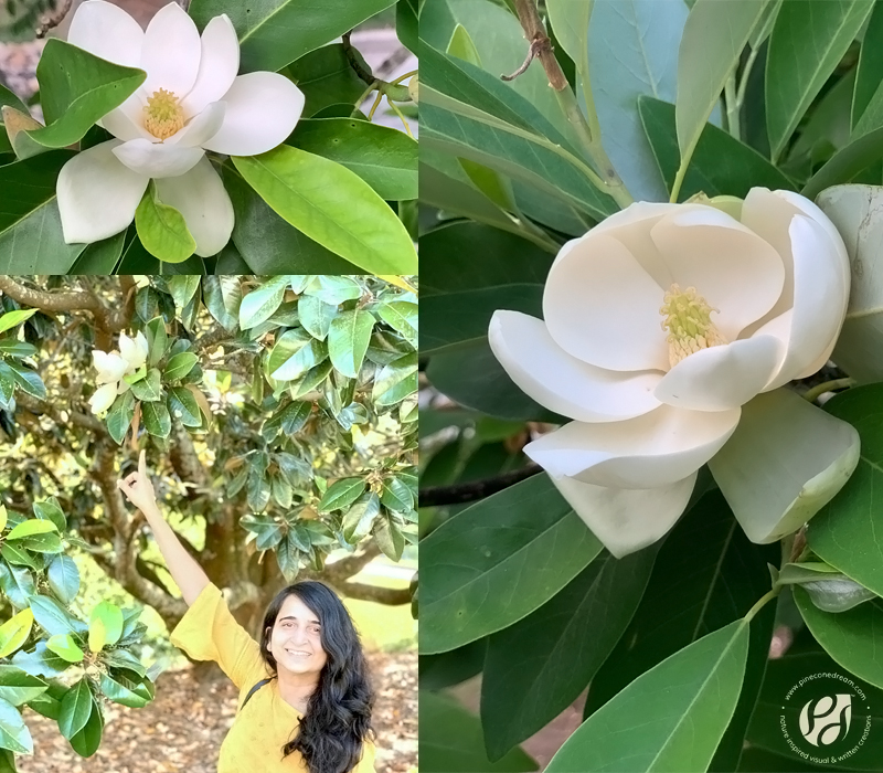 Magnolias_Pineconedream2