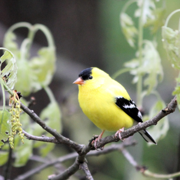 The Secret of an Invisible American Goldfinch & How Nature Hides Wonders in Plain Sight