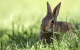 Backyard rabbit